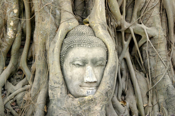 Wat Phra Mahathat w Ajutthaja: głowa Buddy w drzewie