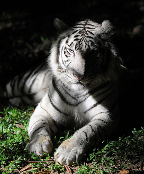 Chiang Mai Night Safari: zoo nocą, tramwaj i strefy