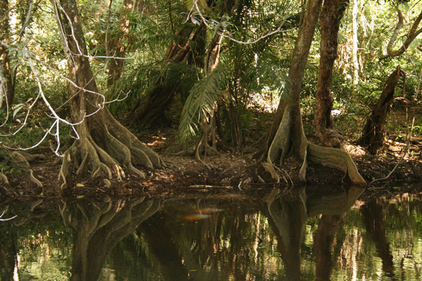 Khao Yai: park narodowy, dżungla i dzikie słonie