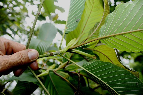 Kratom w Tajlandii: roślina, użycie i kontrowersje