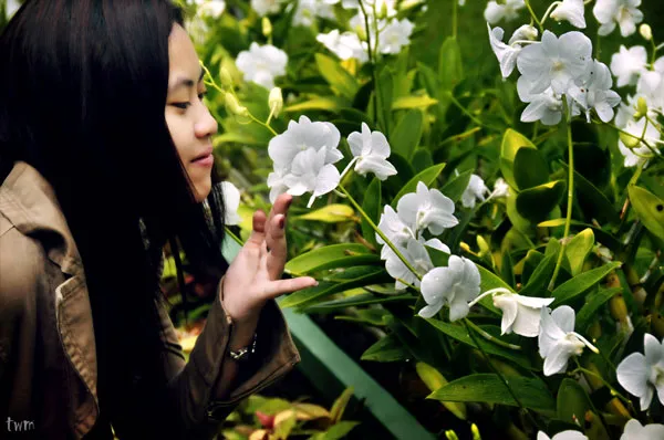 Tajlandia | Wonne orchidee są symbolem Tajlandii